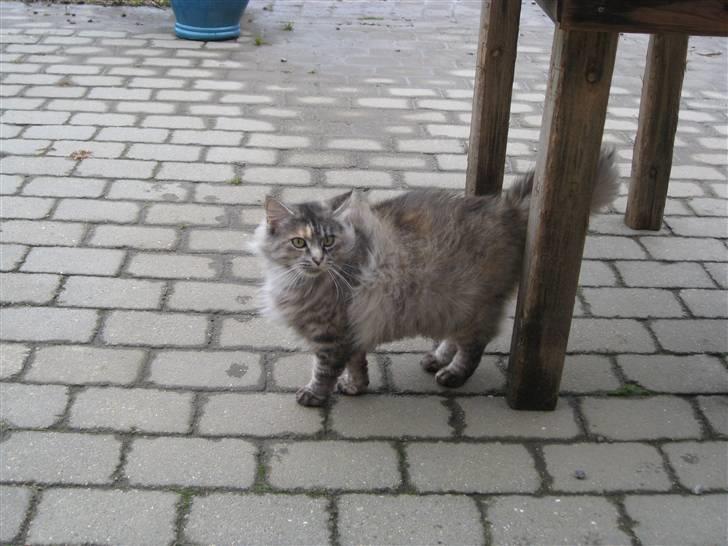 Norsk Skovkat Missya billede 9