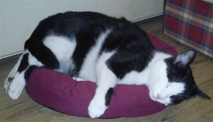 Huskat Leif billede 10