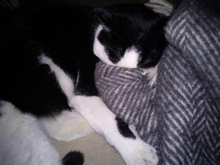 Huskat Leif billede 12