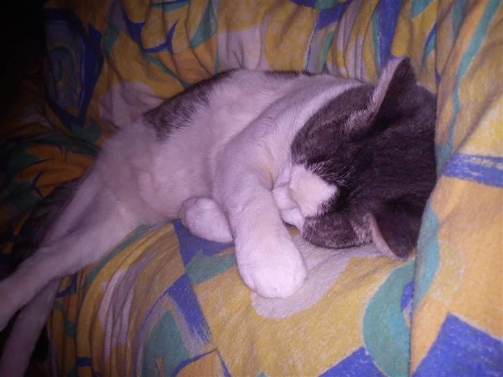 Huskat Jimmi billede 14