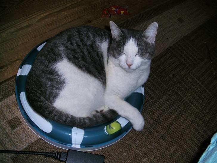 Huskat Jimmi billede 15