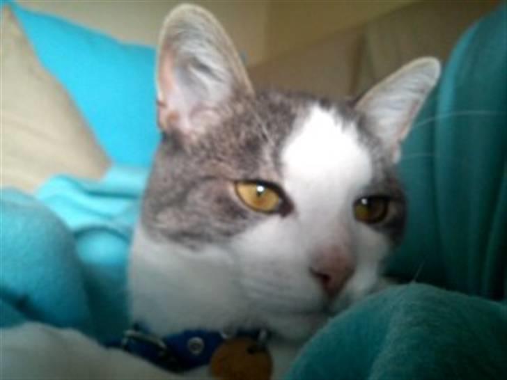 Huskat Jimmi billede 16