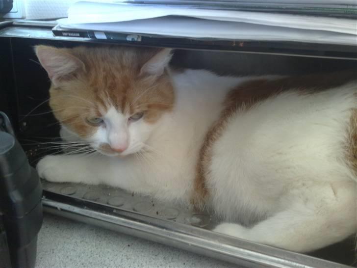 Blanding af racer Mikkel  billede 11