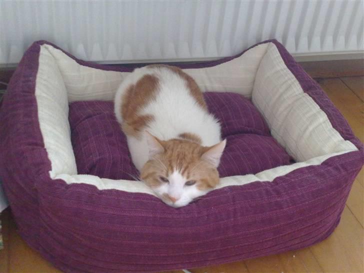 Blanding af racer Mikkel  billede 12