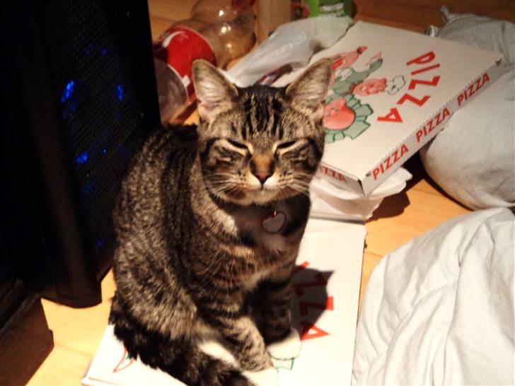 Huskat Chanel billede 12