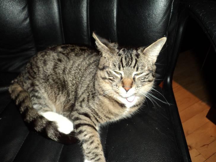 Huskat Chanel billede 13