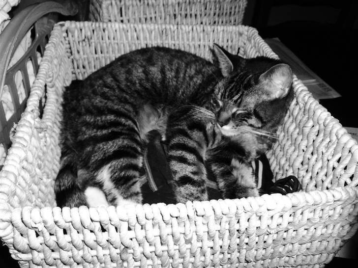 Huskat Chanel billede 14