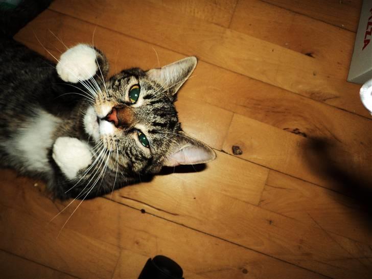 Huskat Chanel billede 15