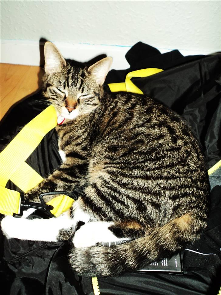 Huskat Chanel billede 16