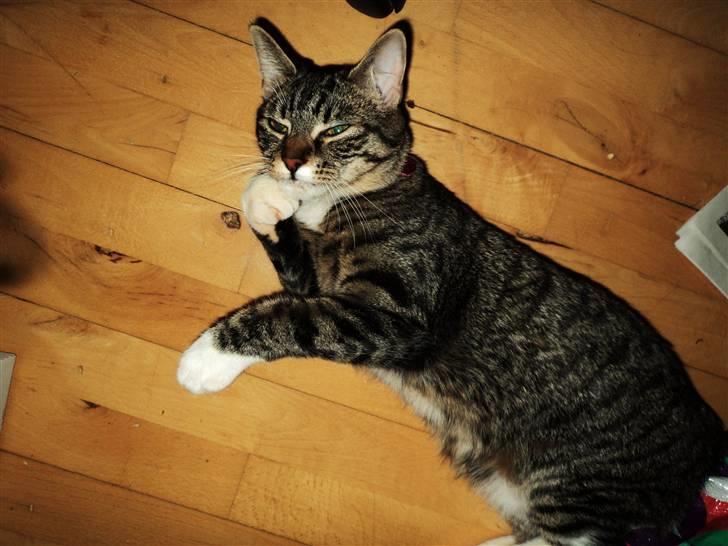 Huskat Chanel billede 17