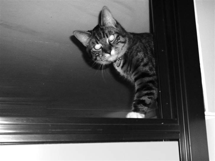 Huskat Chanel billede 18