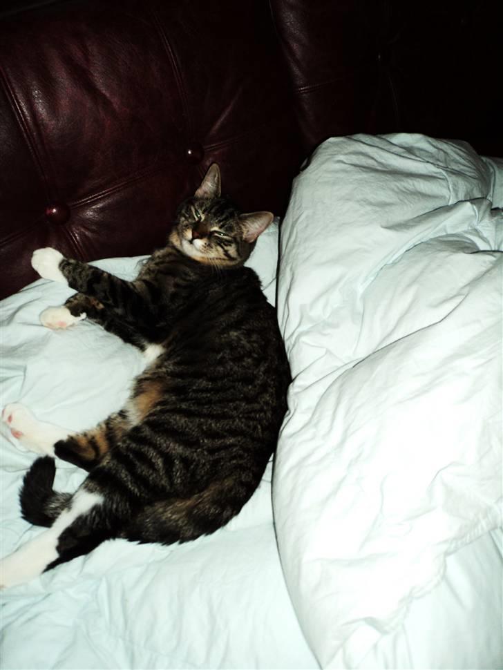 Huskat Chanel billede 19