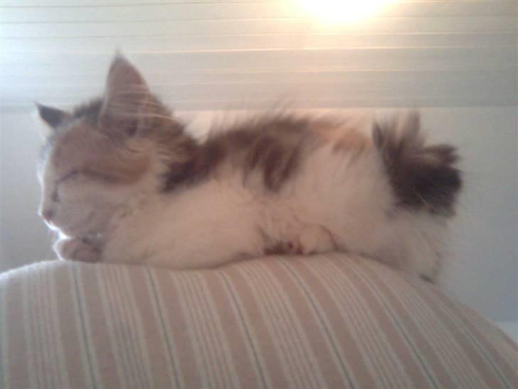 Maine Coon Malou #Malle# - Når hun en sjælden gang slapper af. :D billede 6