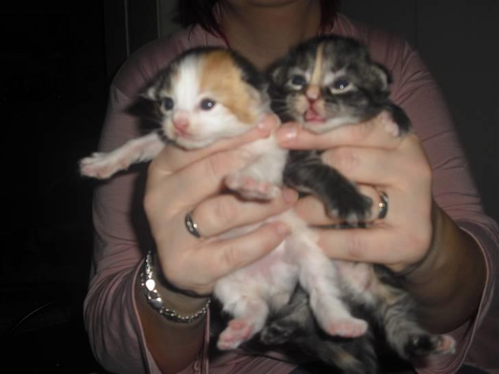 Maine Coon Malou #Malle# - Malou som meget lille killing sammen med søster Denise.  billede 2