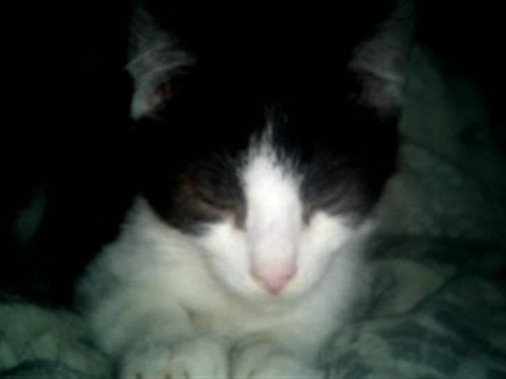 Blanding af racer Bette skid (BS) billede 1