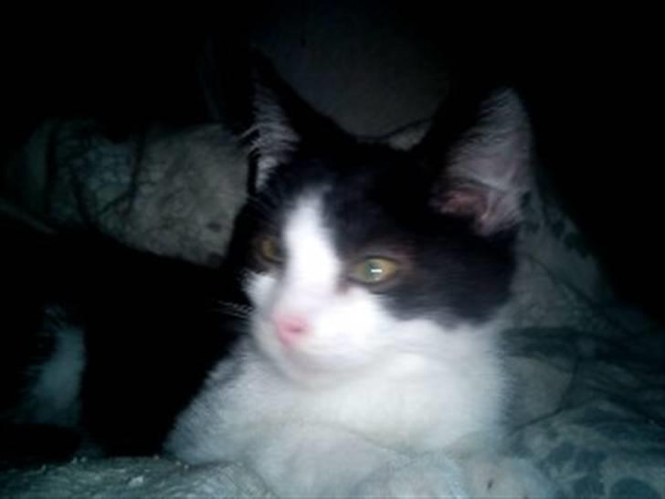 Blanding af racer Bette skid (BS) billede 2