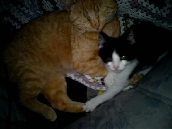 Blanding af racer Bette skid (BS) billede 3