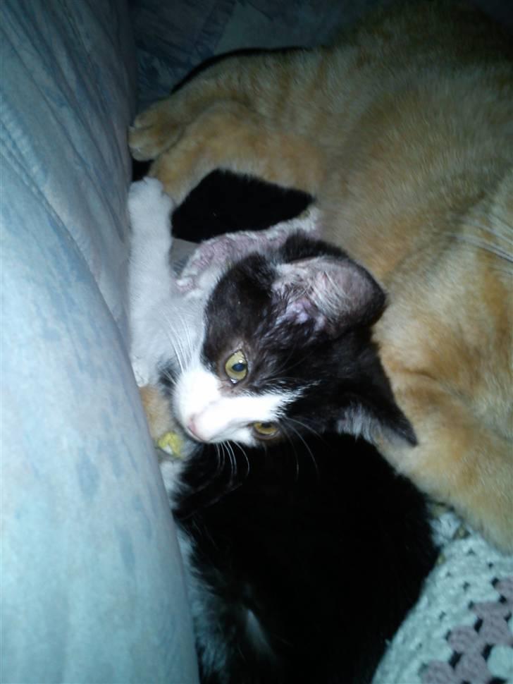 Blanding af racer Bette skid (BS) billede 4