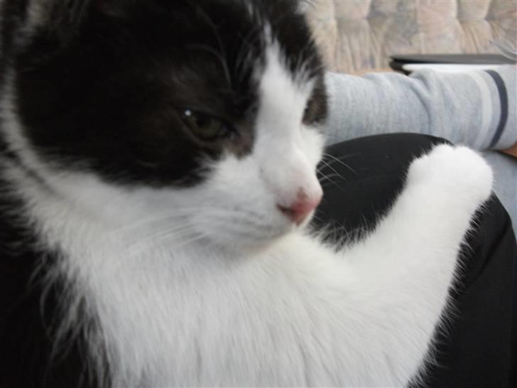 Blanding af racer Bette skid (BS) billede 5