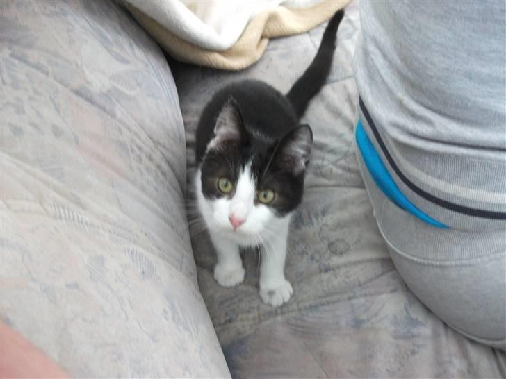 Blanding af racer Bette skid (BS) billede 6