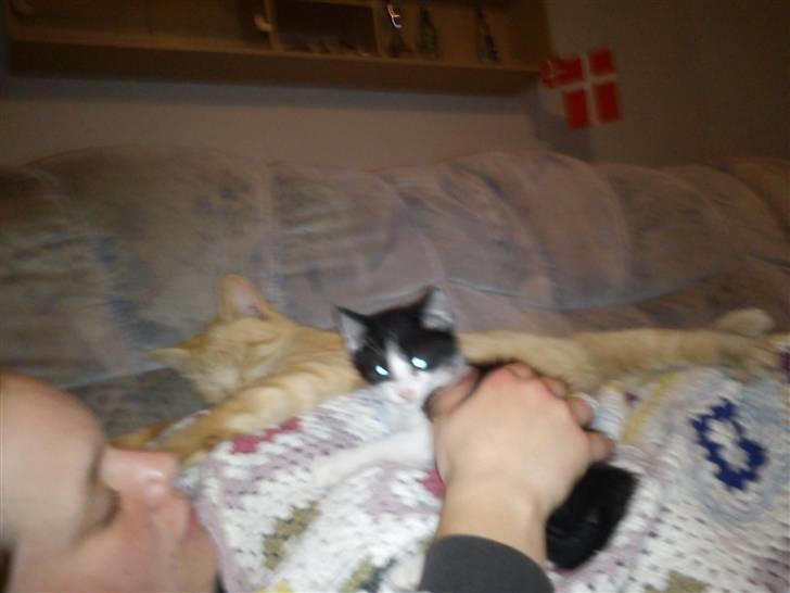 Blanding af racer Bette skid (BS) billede 7