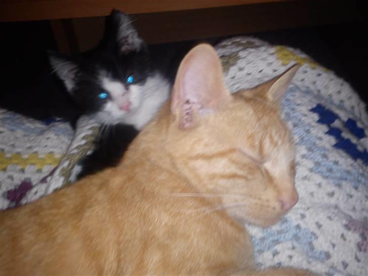 Blanding af racer Bette skid (BS) billede 8