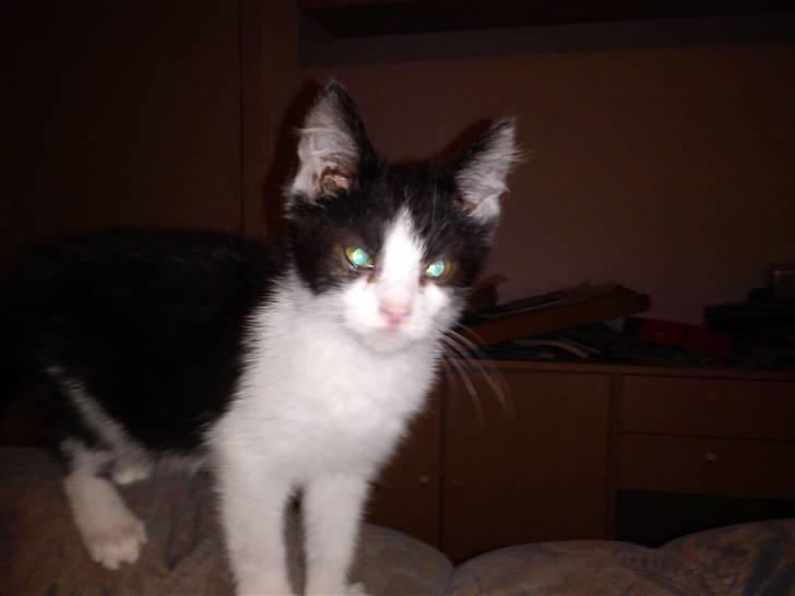 Blanding af racer Bette skid (BS) billede 9