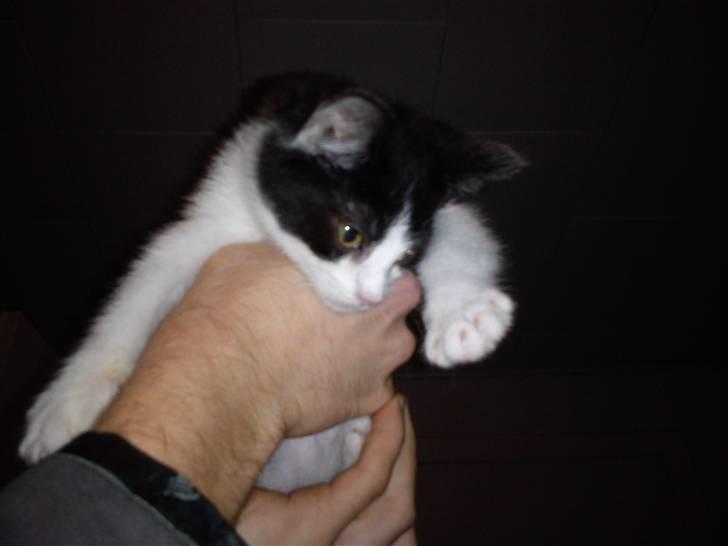 Blanding af racer Bette skid (BS) billede 10