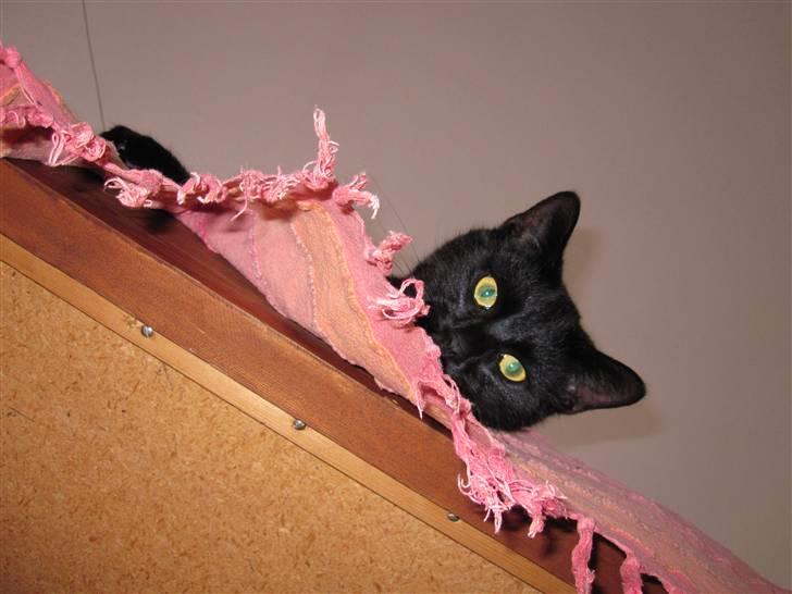 Huskat Bølle - Bølle leger med "frynserne" på vores dug :D billede 5