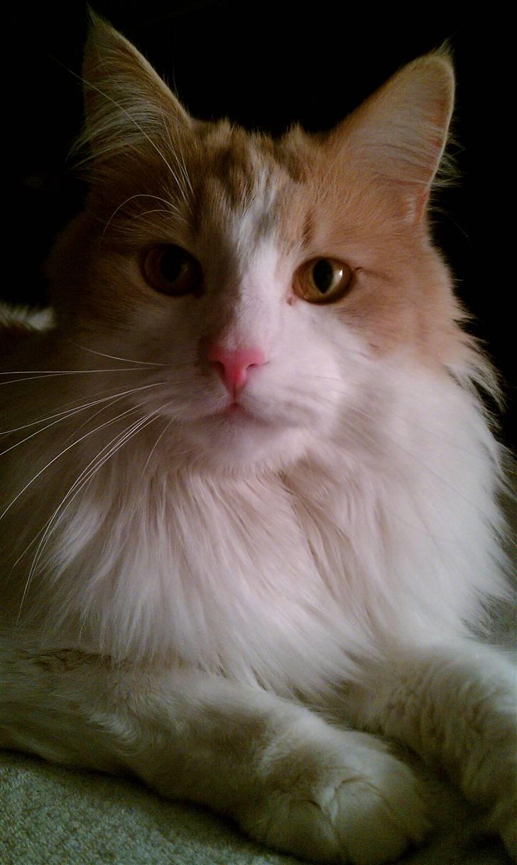 Blanding af racer Mailo - Så smuk at være.. :) billede 9