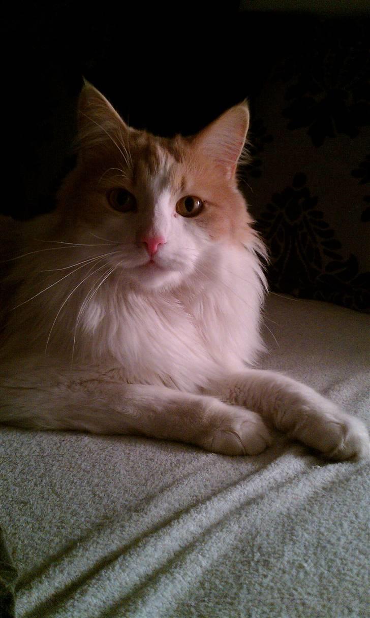 Blanding af racer Mailo - Endelig kunne jeg få et godt billed af den dejlige kat.. :) billede 10