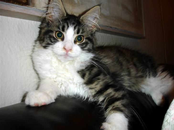 Maine Coon Ludvig. Død Marts 2011 - "Hva´ mor. Er det sådan her jeg skal ligge?" billede 1