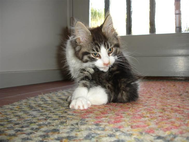 Maine Coon Ludvig. Død Marts 2011 - "Charme, Charme. Her er jeg en lille bitte meget sød killing!" billede 2