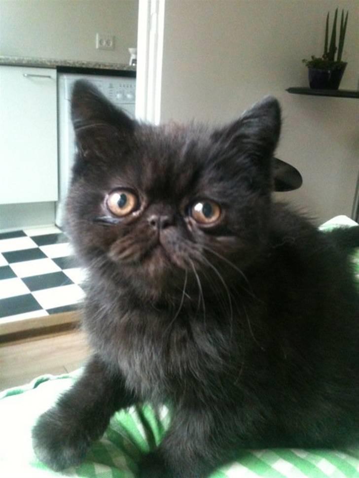 Exotic Coco billede 1