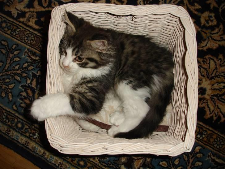 Maine Coon Ludvig. Død Marts 2011 - "Kurven passer mig fint i størrelsen" billede 3