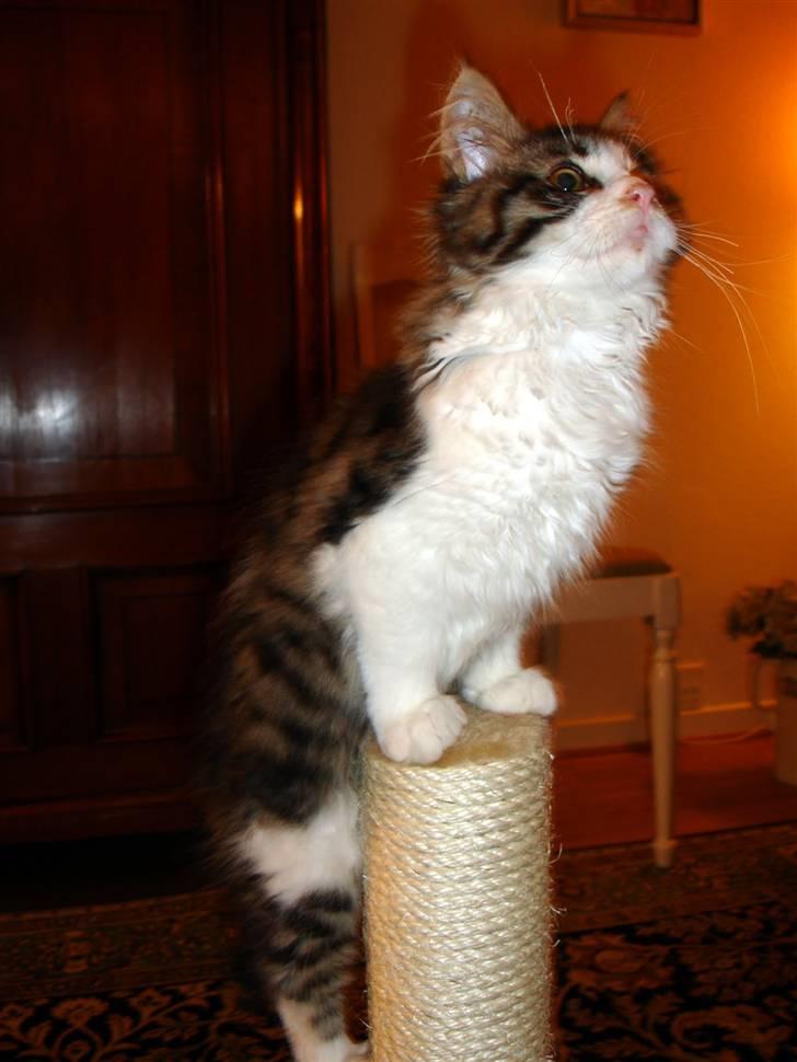 Maine Coon Ludvig. Død Marts 2011 - "Se hvor dygtig jeg er!" billede 4