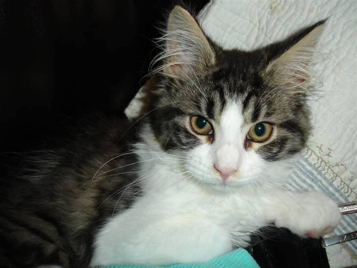 Maine Coon Ludvig. Død Marts 2011 - "Jeg elsker at putte Når det altså lige passer mig!" billede 5