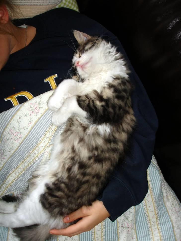 Maine Coon Ludvig. Død Marts 2011 - "Her er jeg en meget lille killing som pludselig blev meget meget træt" billede 6