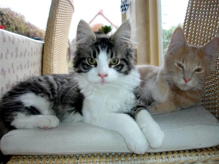 Maine Coon Ludvig. Død Marts 2011 - "Her er min bror. Det er dejligt at være to" billede 7