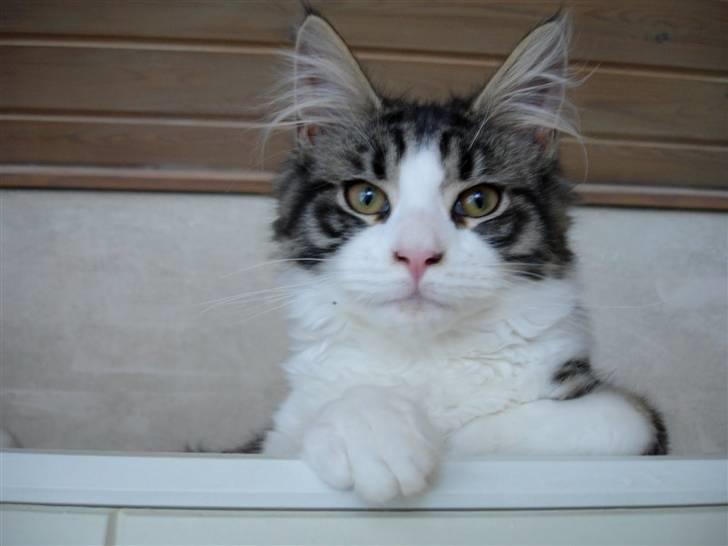 Maine Coon Ludvig. Død Marts 2011 - "Kong Ludvig. Jeg elsker at ligge op på toppen af skabet. Så kan jeg holde øje med alt" billede 8