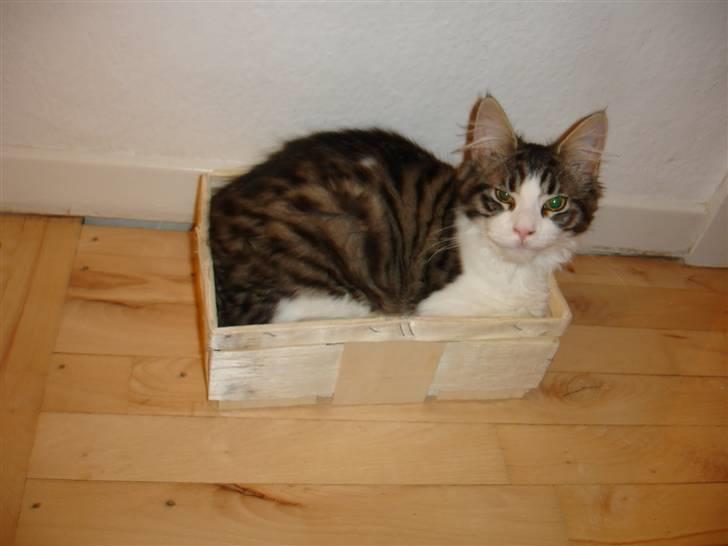 Maine Coon Ludvig. Død Marts 2011 - "Jeg kan lige præcis være her - lidt endnu." billede 9