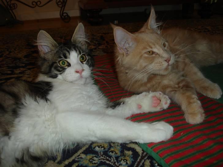 Maine Coon Ludvig. Død Marts 2011 - "Vi hygger under juletræet, og vi kunne ALDRIG finde på at røre pynten...næsten ik´" billede 10