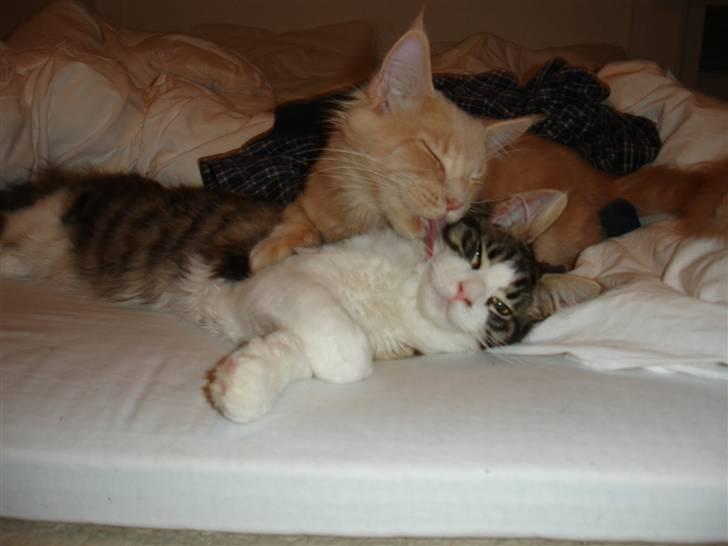 Maine Coon Ludvig. Død Marts 2011 - "Det er lykken at være to der elsker hinanden" billede 11