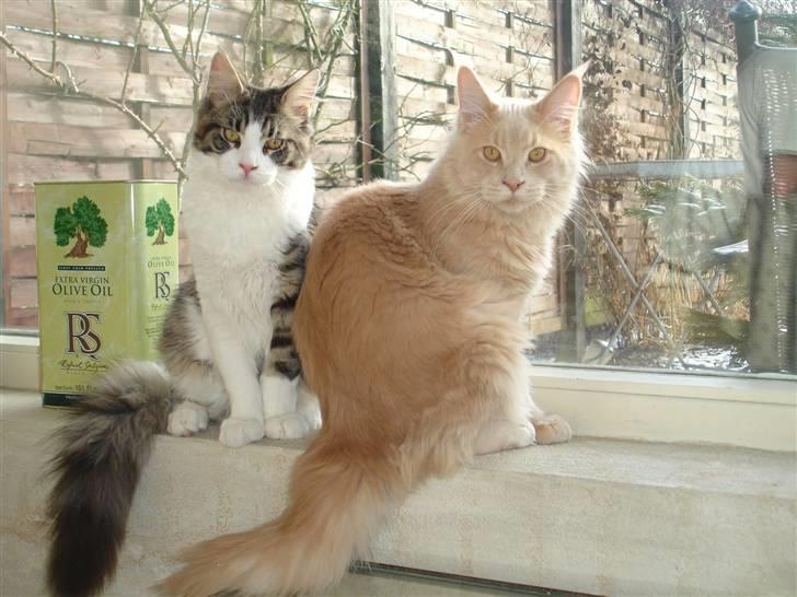 Maine Coon Ludvig. Død Marts 2011 - "Vi er vores mors yndligsmisser!!" billede 12