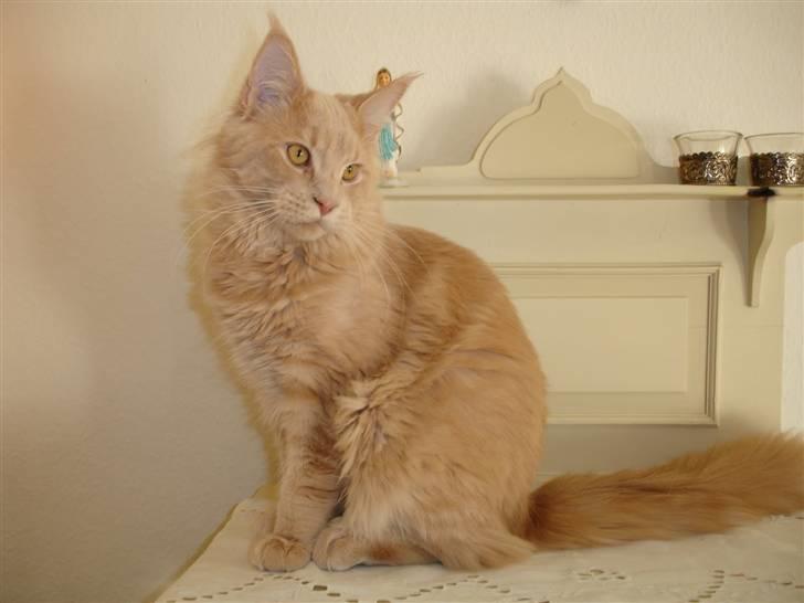 Maine Coon Buster - "Jeg er den fødte fotomodel!" billede 1