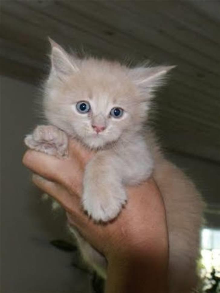 Maine Coon Buster - "Jeg er lidt nuttet, hvis jeg selv skal sige det." billede 2