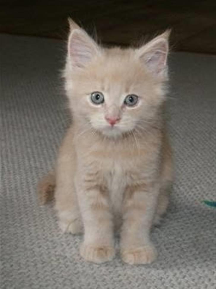 Maine Coon Buster - "Ups! Er det farligt det der?" billede 3