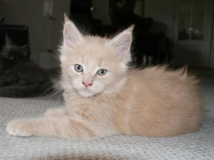 Maine Coon Buster - "Uldtotten Buster" billede 4