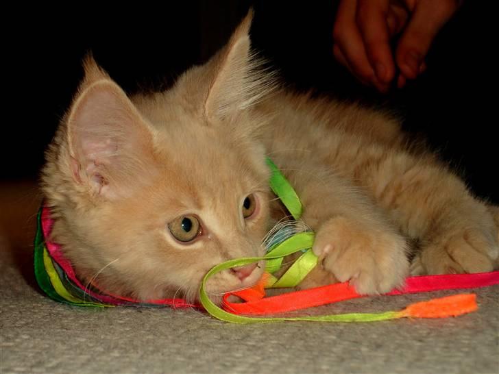 Maine Coon Buster - "Jeg fik dig!!!" billede 5