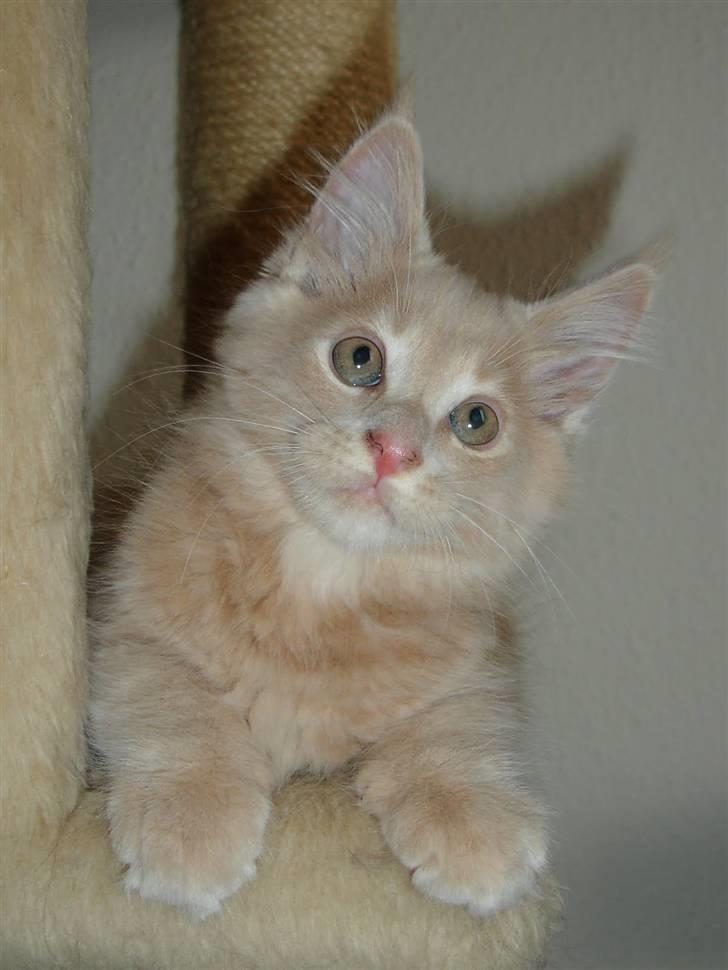 Maine Coon Buster - "Nu er vi næsten lige store" billede 6